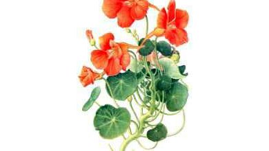 Kapucínka Väčšia (Tropaeolum Majus)
