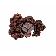 Ostružina černicová - Černica Plod Sušený Mrazom - Lyofilizovaný 70g (Rubus fruticosus)