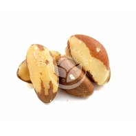 Para Orechy (Bertholletia excelsa)