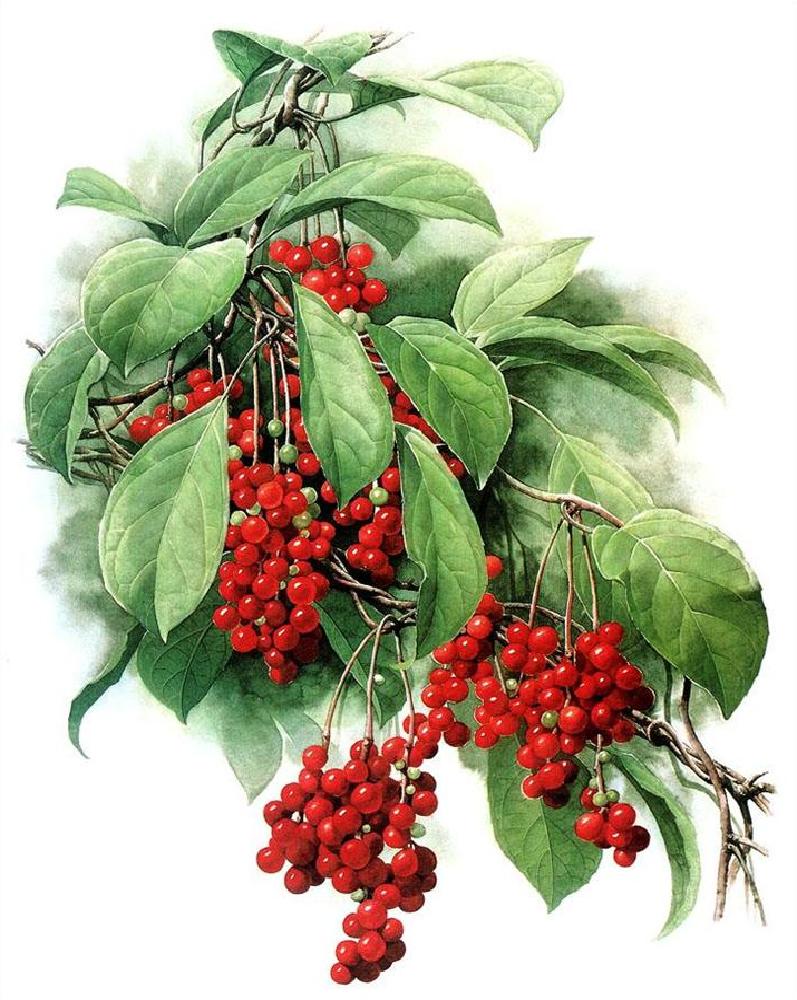Schizandra čínska (Schizandra chinensis)