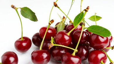 Višňa (Prunus cerasus)