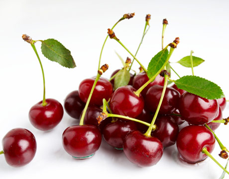 Višňa (Prunus cerasus)