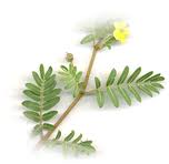 Kotvičník zemný (Tribulus terrestris)