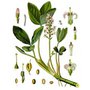 vachtaherb.jpg