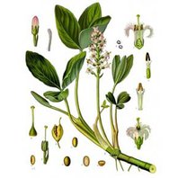 Vachta Trojlistá List (Menyanthes trifoliata)