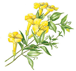 Vilcacora - Uňa de Gato (Uncaria tomentosa)
