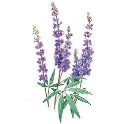 Drmek Obyčajný - Vitex jahňací (Vitex agnus castus)