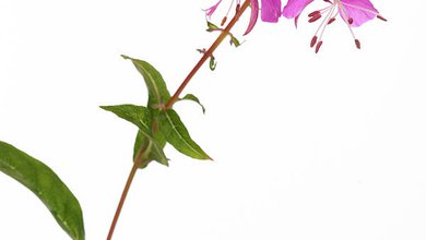 Vŕbovka Kyprina Úzkolistá (Epilobium angustifolium, Chamaenerion angustifolium)