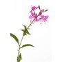 vrbovka uzkolista epilobium-angustifolium.jpg