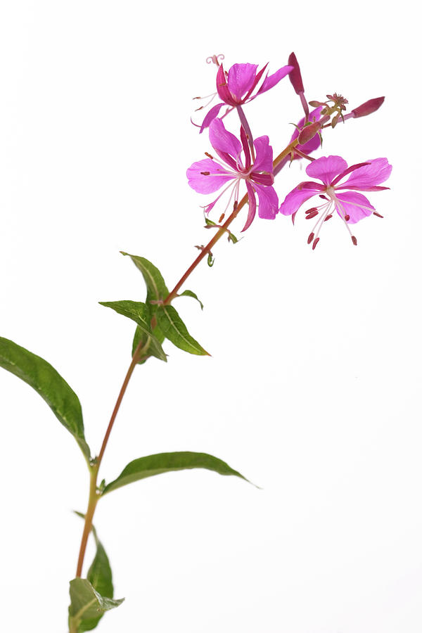 Vŕbovka Kyprina Úzkolistá (Epilobium angustifolium, Chamaenerion angustifolium)