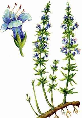 Yzop lekársky (Hyssopus officinalis)